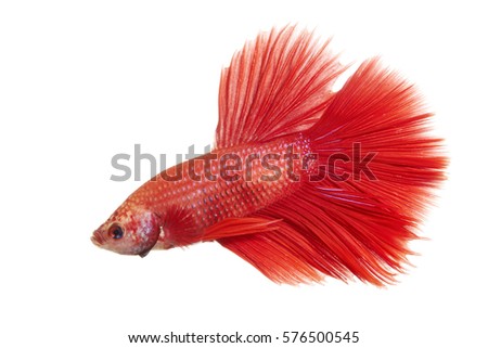 red siamese fighting fish isolated on white background. Betta fish