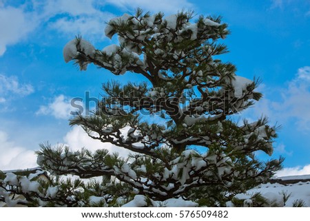 Island Snow on tree branches