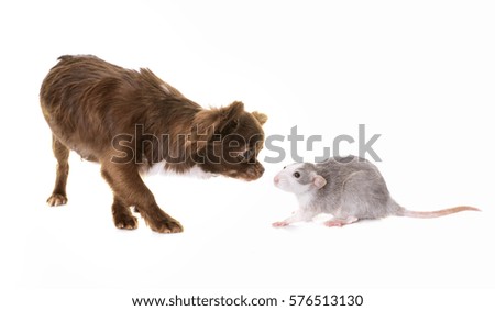 puppy chihuahua and rat in front of white background