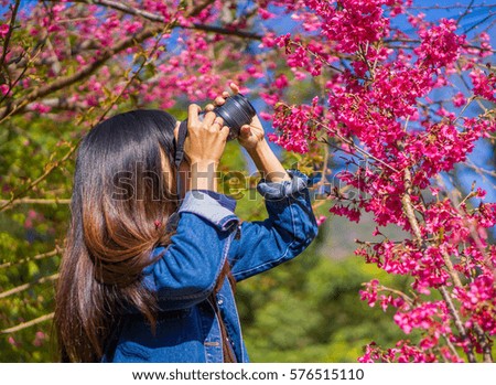 Women taking a picture of pink cherry blossoms in full bloom.