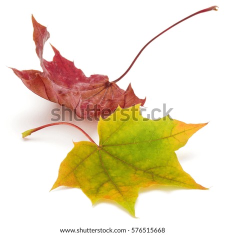 colorful autumn maple leaf isolated on white.