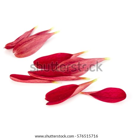 Red chrysanthemum flower petals isolated on white background.