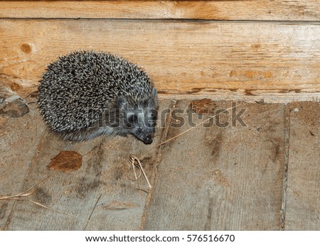 cute little hedgehog