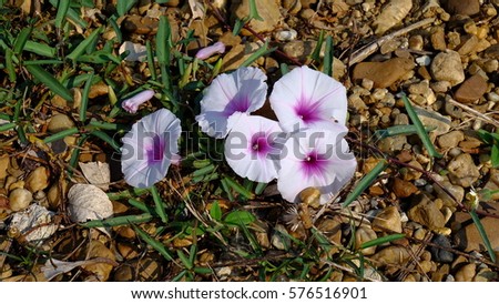 white purple flower on floor