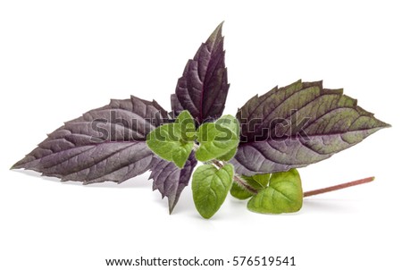 Close up studio shot of fresh red basil and oregano herb leaves isolated on white background. Purple Dark Opal Basil.