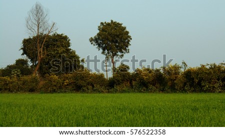 Beautiful nature with Wheat field and trees.

