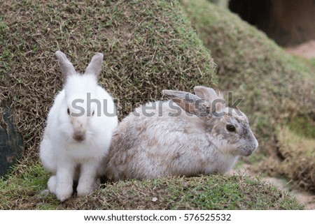 white rabbit in farm