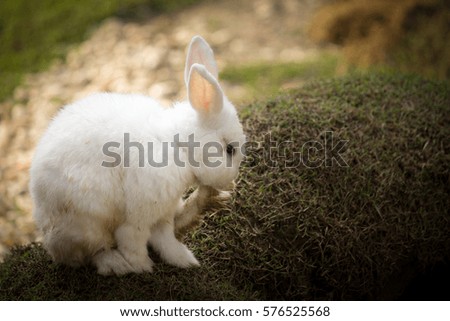white rabbit in farm
