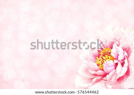 Summer blossoming peony, selective focus, shallow DOF, toned, light and heart bokeh background, pastel and soft card