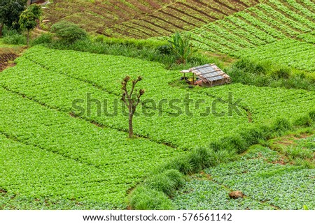 Vegetable field at top view of mountain in raining season.