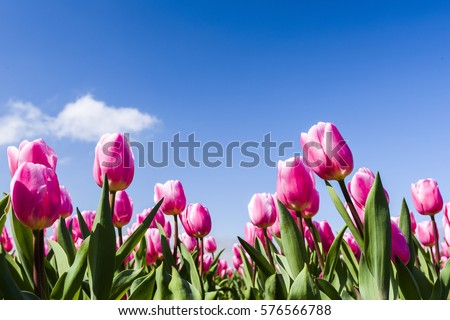 Beautiful tulips on blue sky background