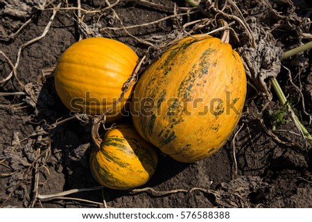 Yellow Pumpkins on soil background growing on a field in north Bulgaria