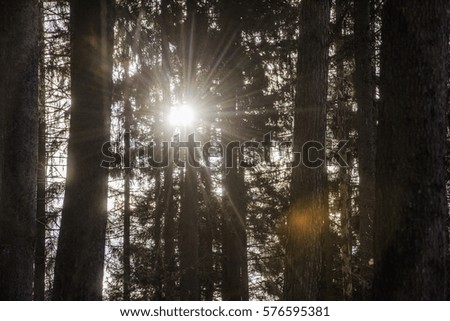 Sun flares in a forest in a winter day