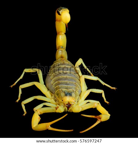 Palestine yellow scorpion or Deathstalker, Leiurus quinquestriatus isolated on a black background