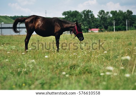 Black horse outside, on a field