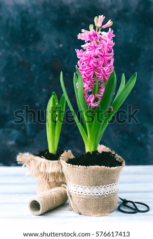 Hyacinth flowers