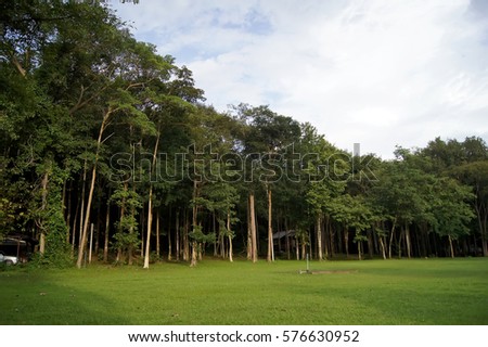 The rear courtyard in natural forests. Patio, lawn behind a forest nature.