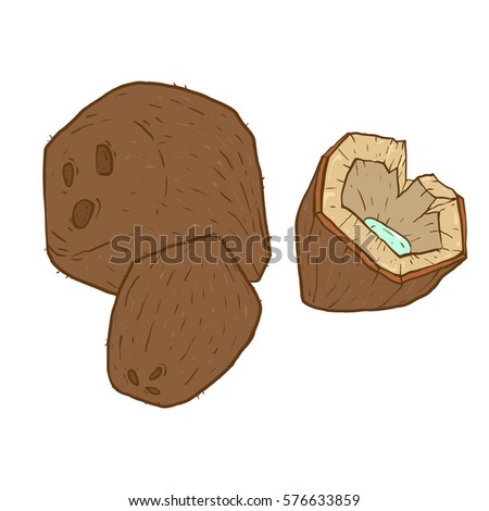 Coconut isolated closeup vector illustration on white background