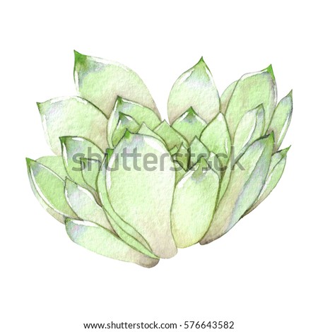 Succulent isolated on a white background. Watercolor hand drawn illustration. Beautiful and colorful flower succulent