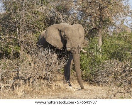 African Elephant, Kruger National Park - South Africa