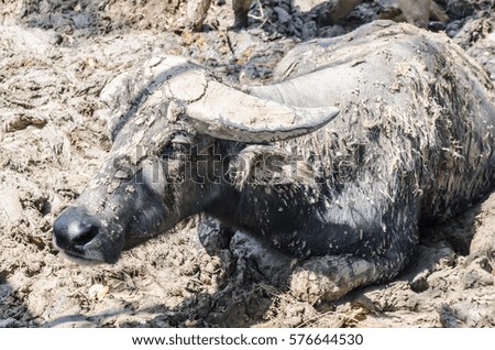 Portrait of buffalo on ground