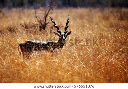 Black buck in grass field