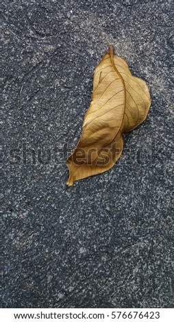 Dry leaves on rocky ground,Abstract