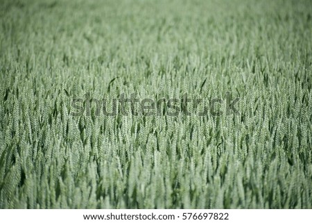 Photograph of wheatfield shot with shallow depth of field leaving a narrow horizontal line in focus to give an abstract effect