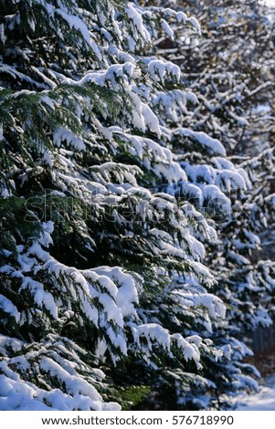 Amazing winter scene with fir trees, Armenia