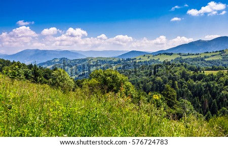 spruce forest on a hill side meadow in high mountains on a clear summer sunny day with some clouds