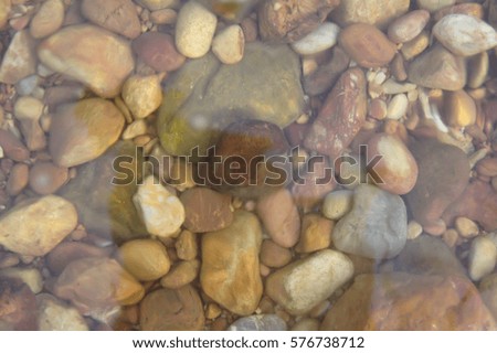 Sea shells rock climbing in the water.