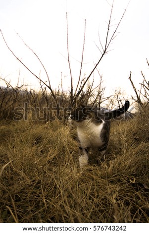 Picture of stray cat in the autumn