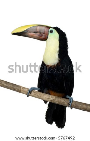Swainson's Toucan in front of a white background