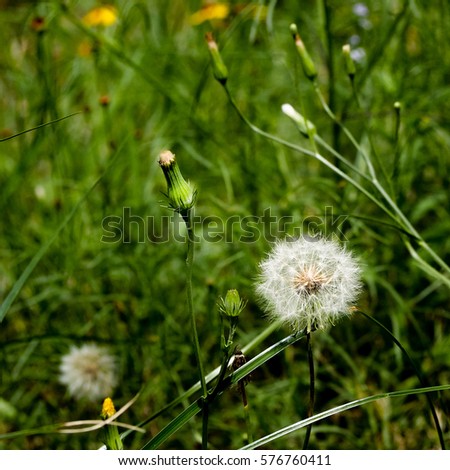 Dandelion weeds going to seed with green background.