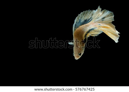 Siamese fighting fish