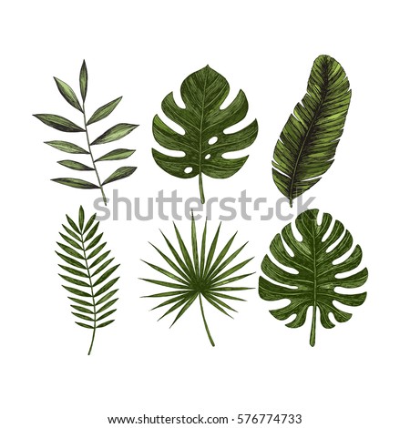 Tropical leaves collection. Engraved jungle leaves. Palm leaves. Vector illustration Royalty-Free Stock Photo #576774733