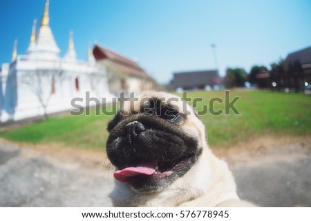 Pug Dog  selfie