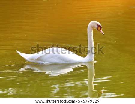 Swan floating on the lake.

