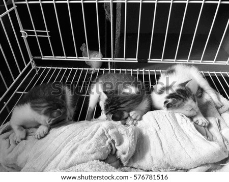 cute three little kitten are sleeping happily and comfortably  inside their case with gray scale background 