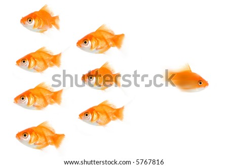 A Hi-resolution picture of an extremely fast goldfish, leading the pack/setting the pace. Maybe this fish is making a run for it, escaping? A highly versatile conceptual image.