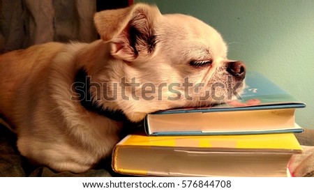 White Dog Napping on Books