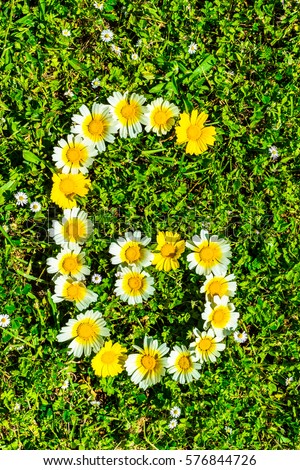 Alphabet texture, letter G made of daisy flowers petals, floral font in green fresh grass.