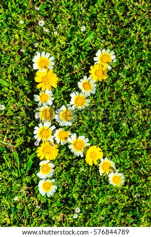 Alphabet texture, letter K made of daisy flowers petals, floral font in green fresh grass.
