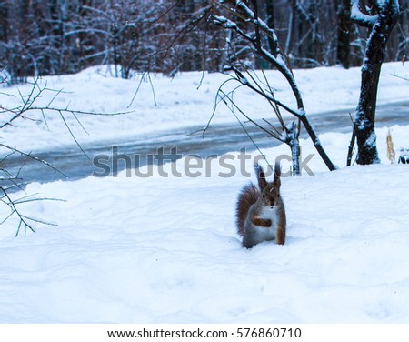 Winter squirrel.