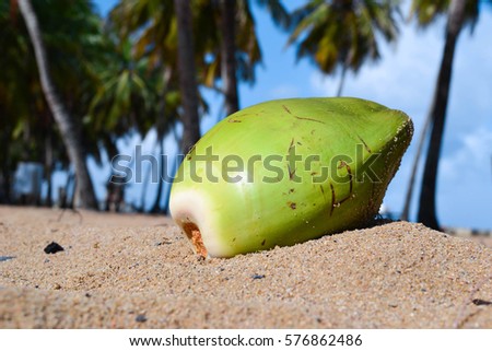 Coconut on beach with palms background Royalty-Free Stock Photo #576862486