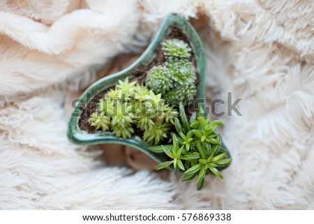 Mixed succulents and cacti in a pot with unusual shapes. Picture with a blurred background is well suited for use as backgrounds or wallpapers.