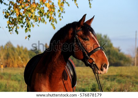 Bay horse portrait with bridle in summer