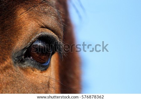 Close up of brown horse eye on sunny day