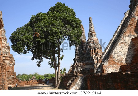 A tree grows near a Wat Chaiwatthanaram, a buddhist temple and a famous tourist attraction at Ayutthaya Historical Park, Phra Nakhon Si Ayutthaya, Thailand