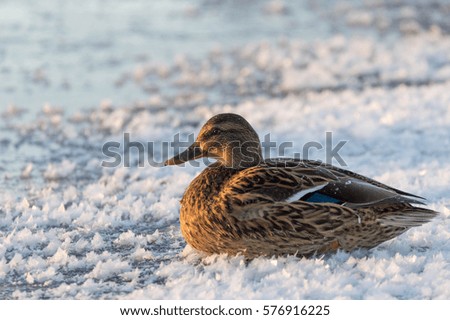 Female mallard on ice, Finland